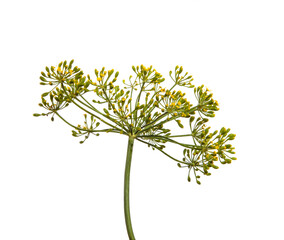 flowering branch of dill on a white background