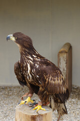 seated golden eagle looking left