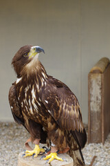 seating golden eagle looking up