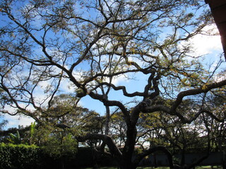 Cerrado