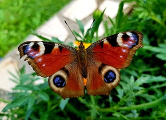 European peacock butterfly - Aglais io