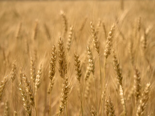 Fototapeta premium golden wheat field and sunny day. close-up