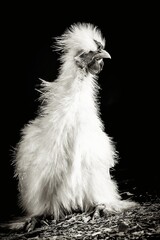 Poule, studio