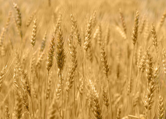 golden wheat field and sunny day. close-up