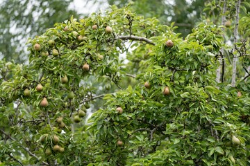 Fototapeta na wymiar Green Pear Tree
