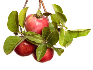 ripe juicy apples on a branch on a white background
