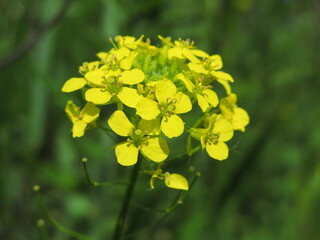 Turnip rape (Brassica rapa) - field mustard yellow flowers