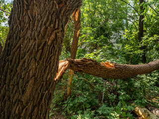 broken trees after an unexpected hurricane or storm