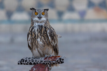 Eagle Owl, Turkestan, Kazakhstan