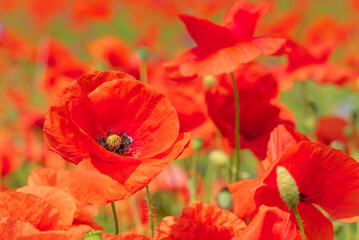 Closeup of poppy flowers. Papaver rhoeas with shallow depth of field on a sunny summer day.