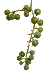 green bunch of round grapes on white background