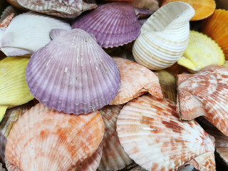 Mixed colorful sea shells as background selective focus