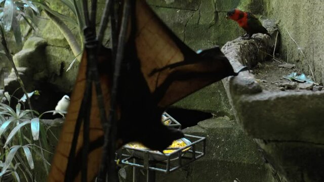 Black flying fox hanging upside down in its usual habitat in a forest