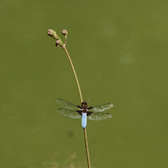 Dragonfly on a blade of grass against the background of muddy green water