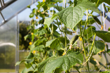 A greenhouse full of growing vegetables. Cucumbers grow in a greenhouse. The concept of the garden of the household. © Виктория Попова