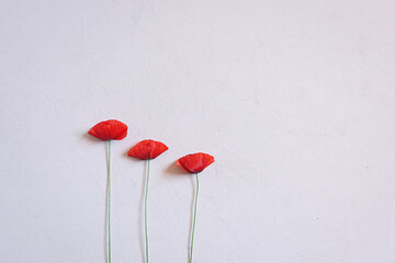 White minimalist background with wild poppy flowers, copy space, selective focus.