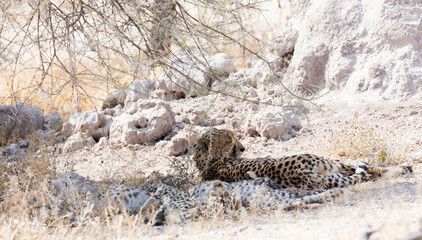 A cheeta rest under bush