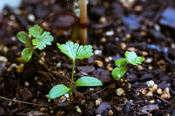 Close-up of parsley sprouts with true leaves growing in dirt in garden