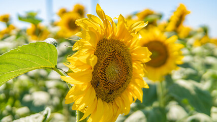 Beautiful sunflower in summer against the background of the field close-up