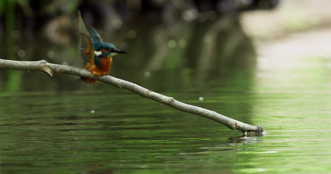 MS Common kingfisher (Alcedo atthis) diving into water / Worcestershire, UK