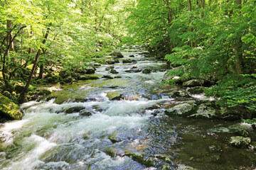 Pigeon River, Tennessee