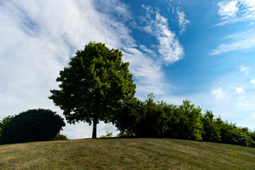 Fototapeta na wymiar Trees Field Landscape Sky