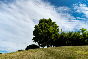 Obraz premium Trees Field Landscape Sky