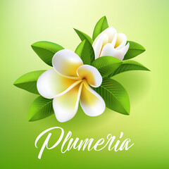 Vector illustration of a plumeria flower on shiny background	