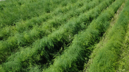 Fototapeta na wymiar asparagus plant after the harvest