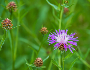 a purple lavender and white  cornflower or bachelor's button,flowering in a field of green
