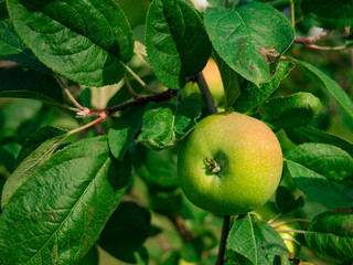 Green apple on a branch with green leaves. Fruit garden