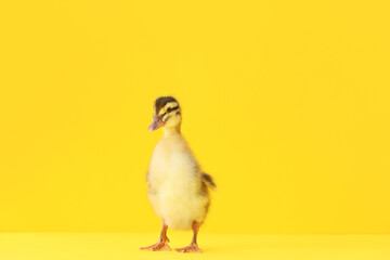 Cute duckling on color background