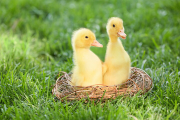 Cute ducklings on green grass