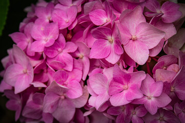 blossom of a pink Hydrangea
