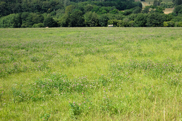 Meadow with flowering clover - Stockphoto