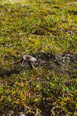 Mushroom on Forest Floor