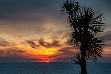 Fototapeta na wymiar palm tree at sunrise
