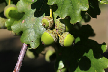 Oak branch with green leaves and acorns