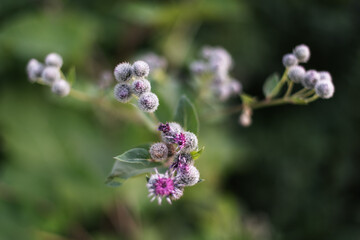 Weed burdock in a field at sunset in summer