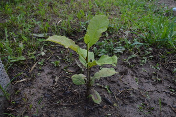 Japanese white Kobushi magnolia cutting