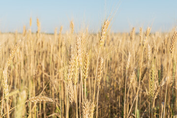 close up image of  yellow large mature ears of wheat in a large field. summer harvesting. Agricultural concept