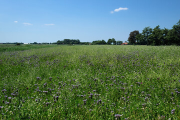 Insektenwiese bei Minsen an der Nordseek&uuml;ste in Niedersachsen im Juni 2020 - Stockfoto
