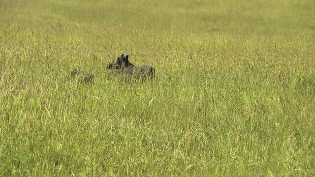 4k shot of wild boar in grass.