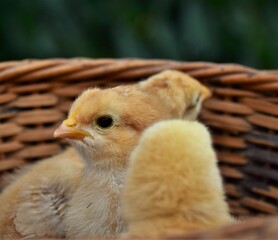 baby chicken in a farm