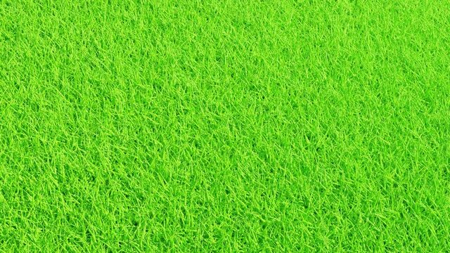 3d green grass background