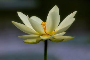 water lily with smooth background