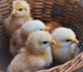 baby duck in a nest