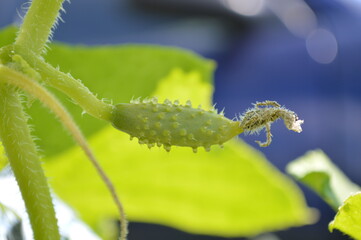 Macro of growing young cucumbers. Blooming cucumber a small cucumber in the garden.