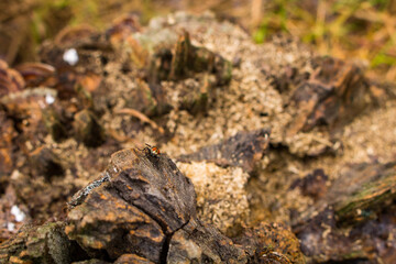 Old wooden fungus abstracts 3