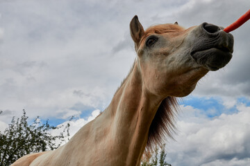 Brown house horse ( Equus caballus ) is fed with a red carrot, sky with gray clouds, deep perspective. Germany.